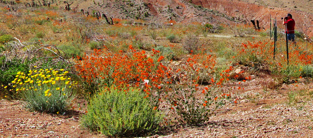 Desert Wildflowers Pictures to pin on Pinterest